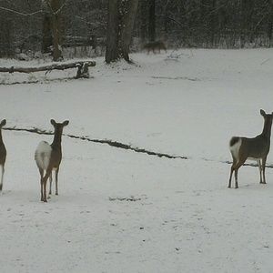 Meet your Posher, Sheilah